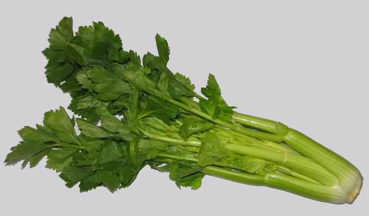 Celery Veg