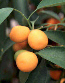 picture of kumquats