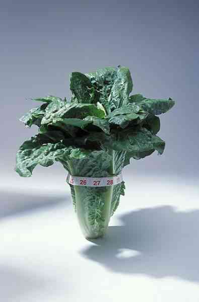 picture of Romaine lettuce
