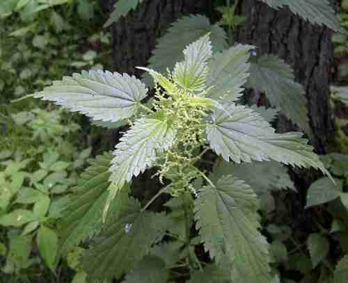 picture of stinging nettle